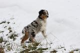 BERGER AUSTRALIEN PUPPIES 477